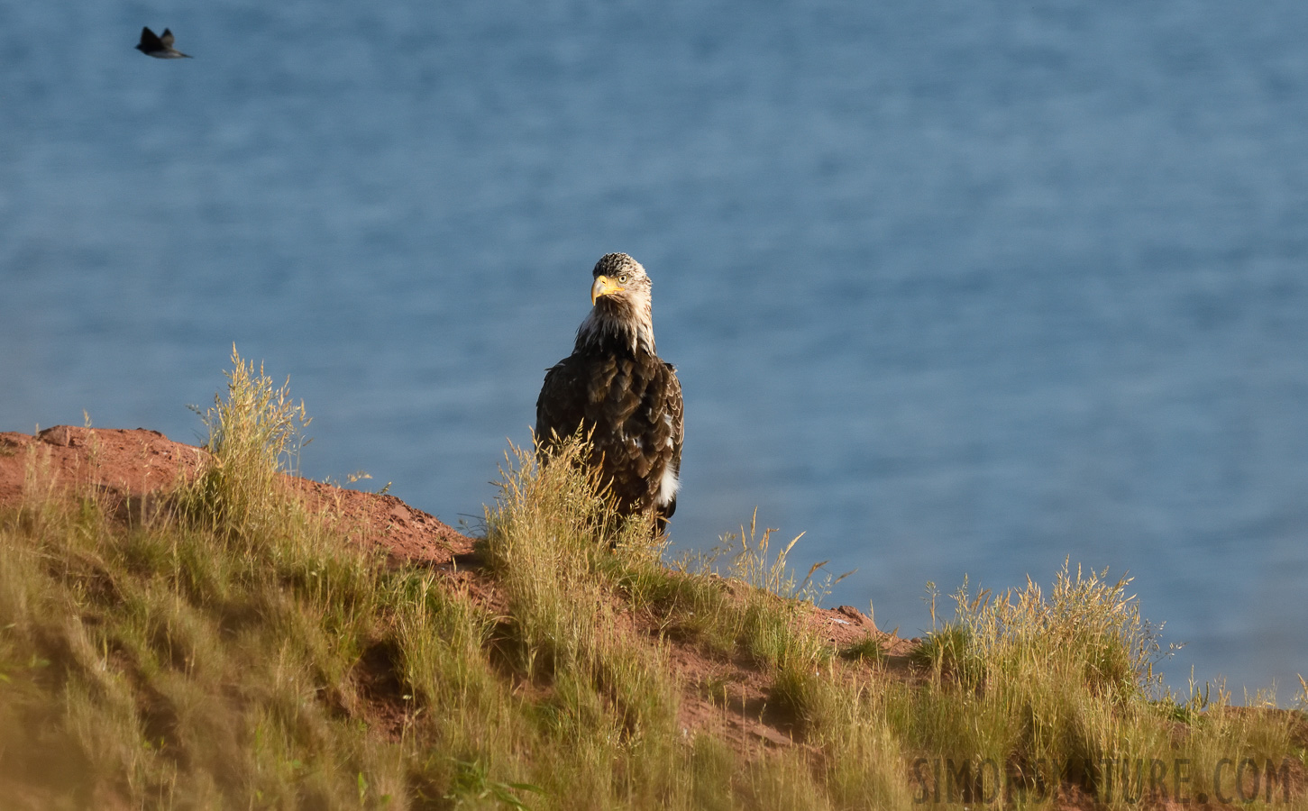 Haliaeetus leucocephalus washingtoniensis [400 mm, 1/2000 Sek. bei f / 8.0, ISO 1600]